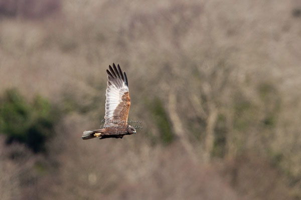 Marsh Harrier Images by Betty Fold Gallery